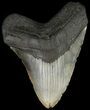 Fossil Megalodon Tooth - Massive Tooth #66135-1